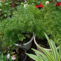 طبیعی|گل و گیاه طبیعی|صومعهسرا, |دیوار