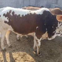 کشتار گوساله کوچک