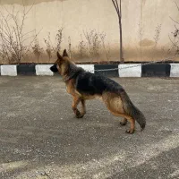 ژرمن ماده نزدیک فحل
