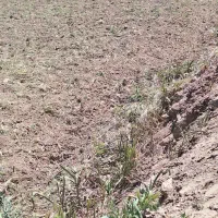 پیوند زنی درختان پسته ،خال، ماشوله.