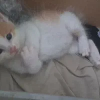 واگذاری گربه|گربه|بابل, |دیوار