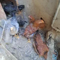 جوجه مرغ و خروس
