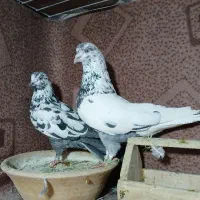 کفتر تیرماهی