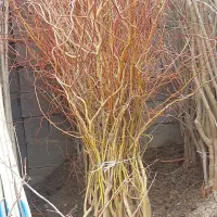 نهالستان فراز نهال /انواع نهال پیوندی /گردو انگور|گل و گیاه طبیعی|نوشهر, |دیوار