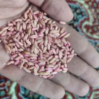 گندم بذری درجه یک