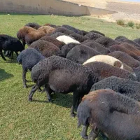 گوسفند در دامداری