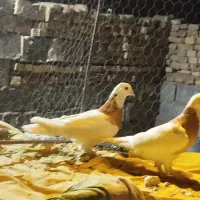 کبوتر