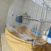 مرغ عشق با قفس و وسایل|پرنده|سراوان, |دیوار