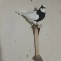 کبوتر|پرنده|شیراز, رکن‌آباد|دیوار