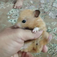 همستر|موش و خرگوش|تهران, دهقان|دیوار