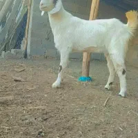 بز شکم اول آبستن جنس خوب