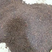 کشمش افتابی|خوردنی و آشامیدنی|بناب, |دیوار