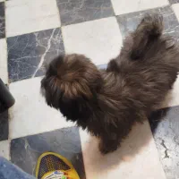 سگ پاکوتاه|سگ|مشهد, حسینآباد|دیوار