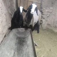 بره نر اصل شال