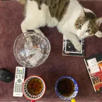 واگذاری گربه شناسنامه واکسن سالم باهوش|گربه|اصفهان, کشاورزی|دیوار