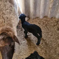 بره شیری . بره دوقل|حیوانات مزرعه|شهریار, شهرک مصطفی خمینی|دیوار