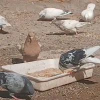 کبوتر یه جا به قیمت|پرنده|گرمسار, |دیوار