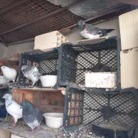 کبوترپرشی ساعت بالا قلعه قاضی محله ابوذر|پرنده|قلعه قاضی, |دیوار