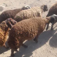 بره بهارزا|حیوانات مزرعه|الیگودرز, |دیوار