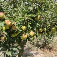 باغ طالقان|فروش زمین و ملک کلنگی|طالقان, |دیوار