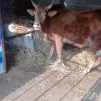 ورزا|حیوانات مزرعه|خمام, |دیوار