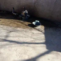 غاز محلی|حیوانات مزرعه|صائین قلعه, |دیوار