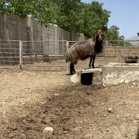 قوچ همو|حیوانات مزرعه|صائین قلعه, |دیوار