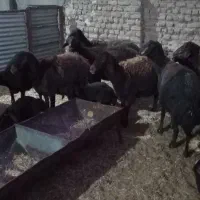 میش زایده