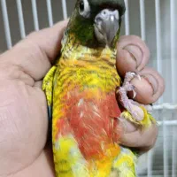 جوجه گرینچیک