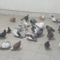 20عدد کفتر رنگی