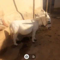 الاغ