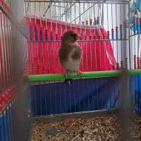 چند سهره کرمانی و سنندج|پرنده|خمینیشهر, |دیوار