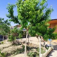 پانصد متر باغچه ویلا،در شهریار