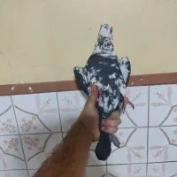 کفتر گمشده بزک سینه سفید