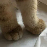 گربه