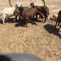 درعی|حیوانات مزرعه|درح, |دیوار