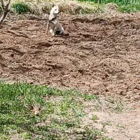 پاکوتاه ماده