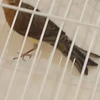 تعدادی گلبسر مست ویک عدد قناری نرسرخ|پرنده|شیراز, شهرک بهار|دیوار