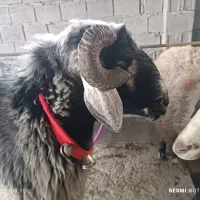 قوچ افشاری همو|حیوانات مزرعه|چغادک, |دیوار