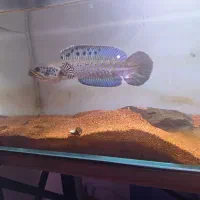 چانا اورنا تیپینیس