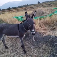 الاغ نر|حیوانات مزرعه|شیراز, گل سرخ|دیوار