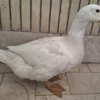 اردک ماده