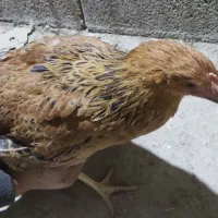 مرغ 6ماهه|حیوانات مزرعه|شیراز, بید زرد|دیوار