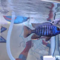 ماهی سیچیلاید مالاوی