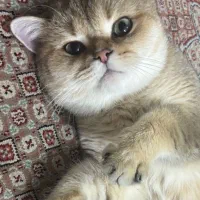 گربه بریتیش گلد