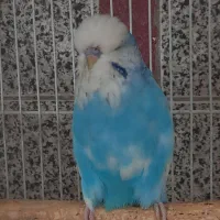 مرغ عشق انگلیسی گرید A|پرنده|اسلامشهر, باغ فیض|دیوار