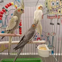 عروس هلندی|پرنده|اهواز, کوی جانبازان(دانش)|دیوار