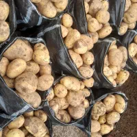 سیب زمینی درجه یک