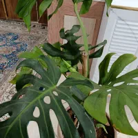 گل برگ انجیری وبرگ مرکباتی