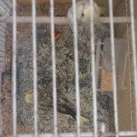 عروس هلندی|پرنده|مشهد, گلبرگ شمالی|دیوار